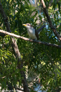 Yellow-billed Cuckoo Pee Dee NWR May 2016