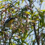 Yellow-throated Warbler Pee Dee NWR May 2016