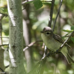Warbling Vireo Hell Canyon, Jewel Cave NM June 2015