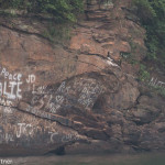 Brown Booby Lookout Shoals Lake Statesville, NC June 2016