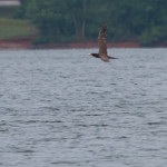 Brown Booby Lookout Shoals Lake Statesville, NC June 2016