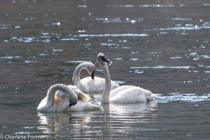 Trumpeter Swan Yellowstone NP June 2015