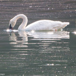 Trumpeter Swan Yellowstone NP June 2015