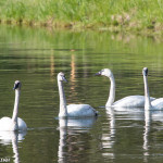 Trumpeter Swan Yellowstone NP June 2015