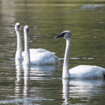 Trumpeter Swan Yellowstone NP June 2015