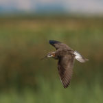 Wilson's Phalarope Bear River MBR July 2015