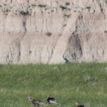 Wild Turkey Badlands NP June 2015