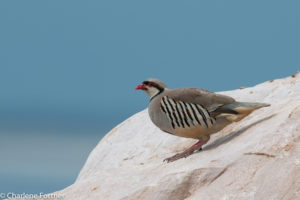 Chukar Antelope Island SP July 2015