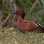 Cinnamon Teal (captive) Sylvan Heights Bird Park Nov. 2015