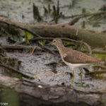 Solitary Sandpiper Blackwater NWR July 2014 