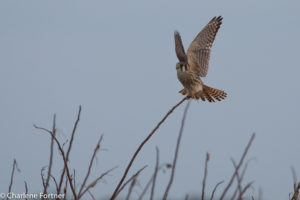 American Kestrel Alligator River NWR Dec. 2016