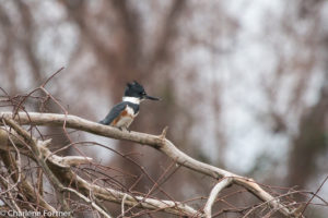 Belted Kingfisher Lake Mattamuskeet NWR Dec. 2016