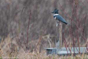 Belted Kingfisher Alligator NWR Dec. 2016