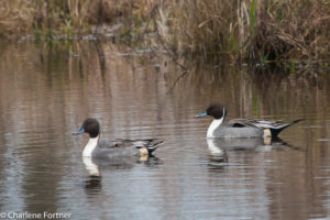 Northern Pintail Lake Matamuskeet NWR Dec. 2016