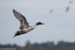 Northern Pintail Lake Matamuskeet NWR Dec. 2016