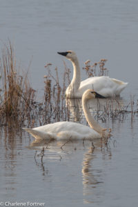 Tundra Swan Lake Mattamuskeet NWR Dec. 2016