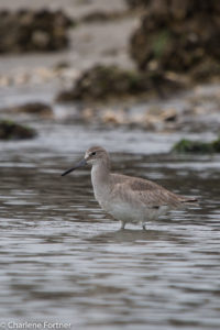 Willet Pea Island NWR Dec. 2016