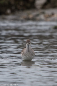 Willet Pea Island NWR Dec. 2016