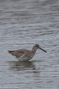 Willet Pea Island NWR Dec. 2016