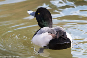 Greater Scaup (captive) Sylvan Heights Bird Park, NC Nov. 2015